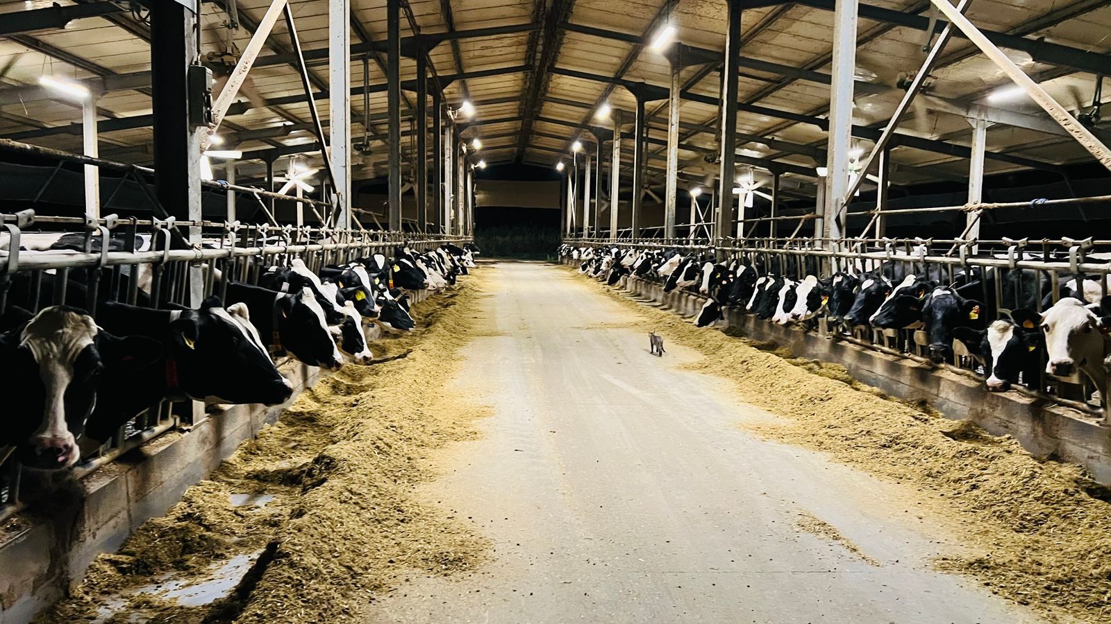Dairy barn lit at night — farm electrical work